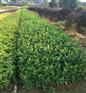 河南大叶栀子花--小叶栀子花