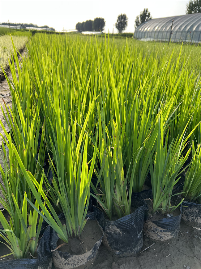北京黄菖蒲适应力好-大型黄菖蒲基地  黄菖蒲营养杯苗