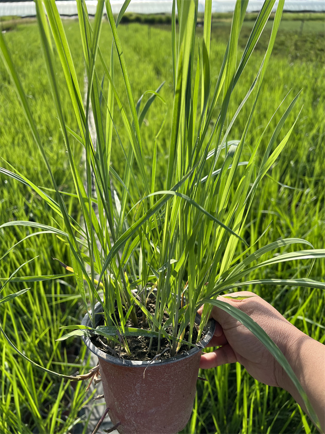 北京白茅基地大量供应-北京本地苗  白茅杯苗