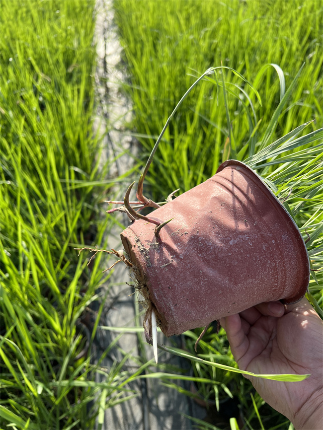 北京白茅厂家-白茅基地大量批发供应  白茅价格