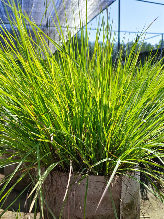 北京须芒草基地供应须芒草营养钵苗  须芒草价格