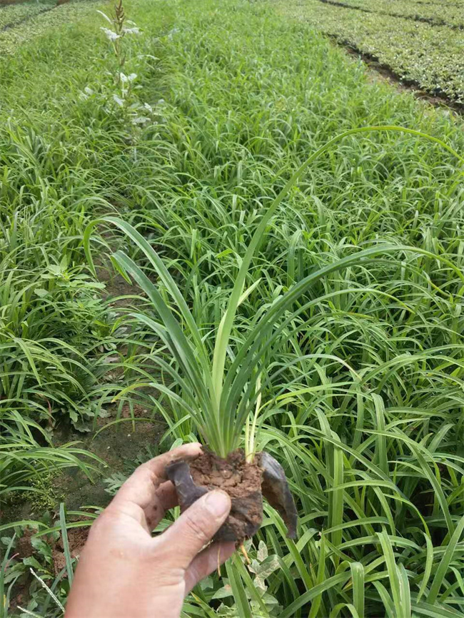 北京金娃娃萱草厂家-金娃娃萱草大量批发供应  金娃娃萱草基地  金娃娃萱草营养杯苗  北京金娃娃萱草基地