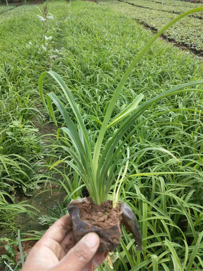 北京金娃娃萱草厂家-金娃娃萱草大量批发供应  金娃娃萱草基地  金娃娃萱草营养杯苗  北京金娃娃萱草基地