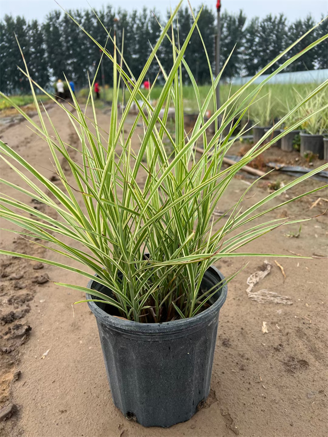 北京花叶芒种植基地-批发花叶芒营养杯苗  北京花叶芒基地  花叶芒杯苗