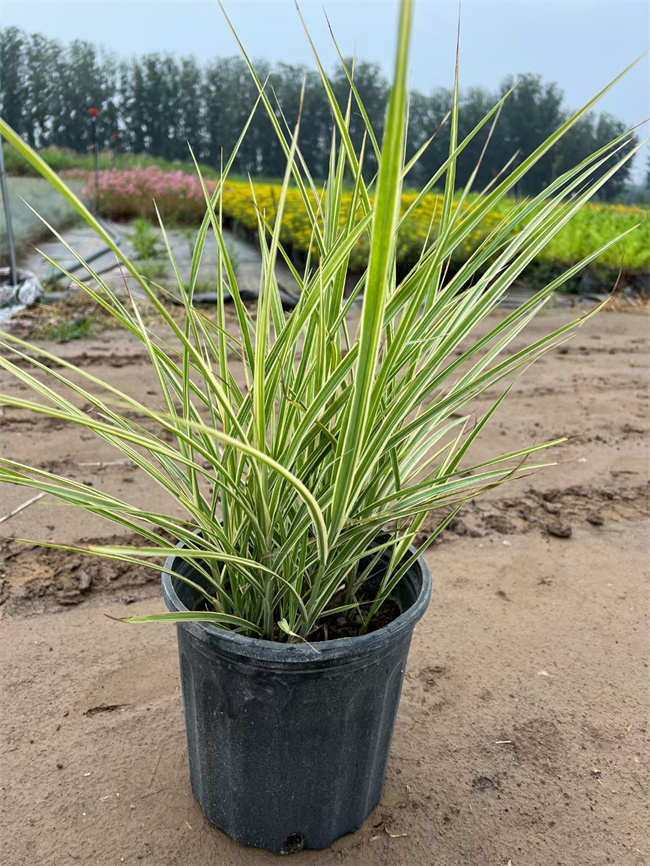 北京花叶芒种植基地-批发花叶芒营养杯苗  北京花叶芒基地  花叶芒杯苗