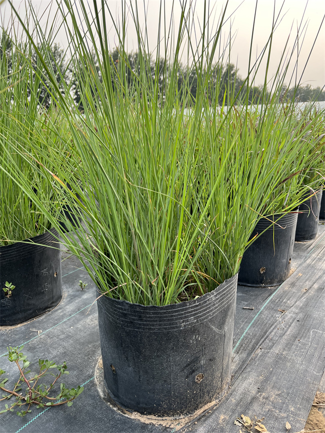 北京细叶芒基地供应细叶芒，质量优  细叶芒厂家  细叶芒价格