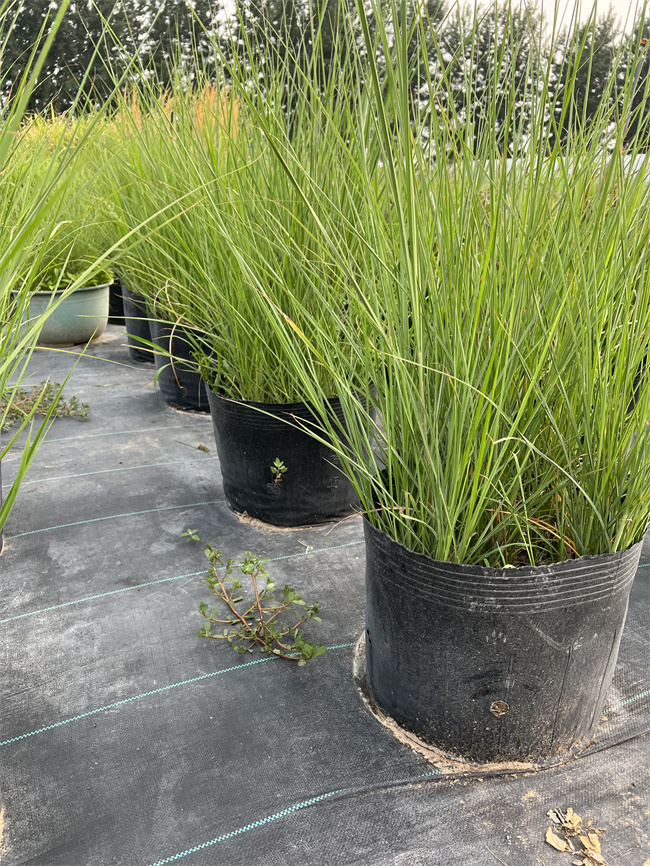 北京细叶芒基地供应细叶芒，质量优  细叶芒厂家  细叶芒价格