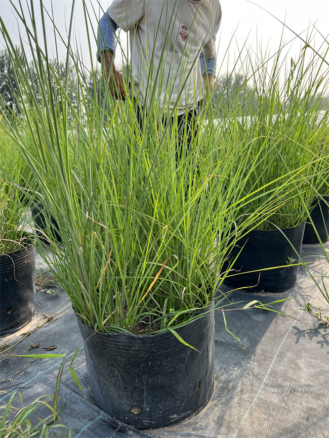 细叶芒厂家常年供应细叶芒大盆杯苗  细叶芒营养杯苗  细叶芒杯苗  细叶芒供应厂家