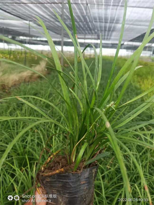 北京麦冬草小苗批发出售-北方常绿厂家报价  麦冬草厂家  麦冬草报价