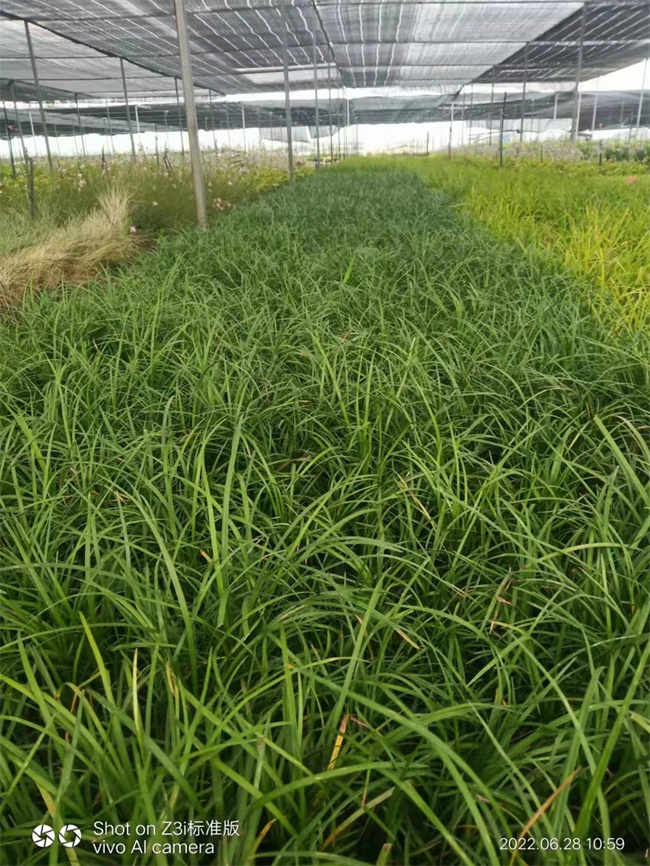北京麦冬草小苗批发出售-北方常绿厂家报价  麦冬草厂家  麦冬草报价