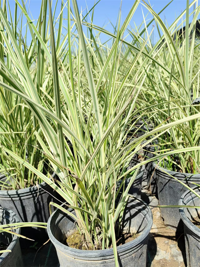 北京金叶蒲苇基地绿化工程用苗  金叶蒲苇杯苗  金叶蒲苇种植基地