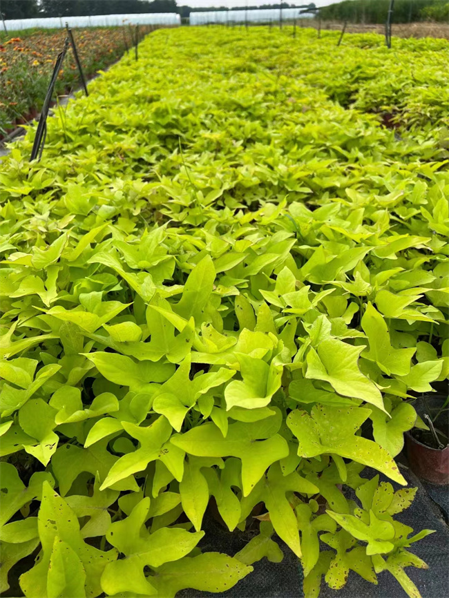 绿化用黄金薯杯苗基地，黄金薯批发基地  北京黄金薯  黄金薯基地
