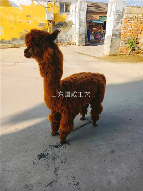 仿真羊驼生态模型  仿真羊驼模型  生态羊驼模型