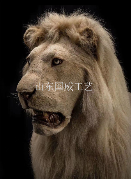 仿真狮子生态标本展厅设计动态仿真狮子模型  仿真狮子标本  仿真狮子展厅