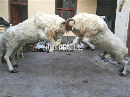 仿真绵羊模型真皮绵羊标本影视仿真绵羊道具