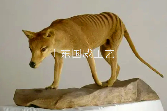仿真袋狼生态模型  仿真袋狼模型  生态袋狼模型