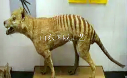 仿真袋狼生态模型  仿真袋狼模型  生态袋狼模型
