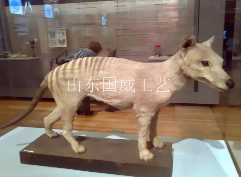仿真袋狼生态模型  仿真袋狼模型  生态袋狼模型