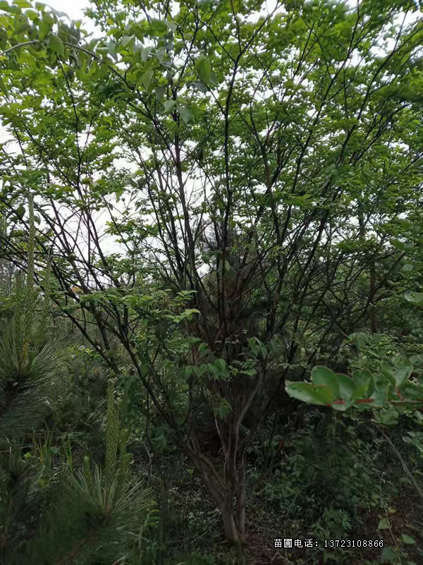 丛生紫紫薇基地--河南百日基地  丛生紫薇  河南百日红  潢川紫薇