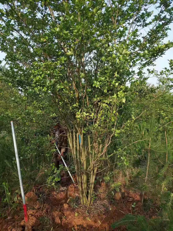 丛生紫紫薇基地--河南百日基地  丛生紫薇  河南百日红  潢川紫薇