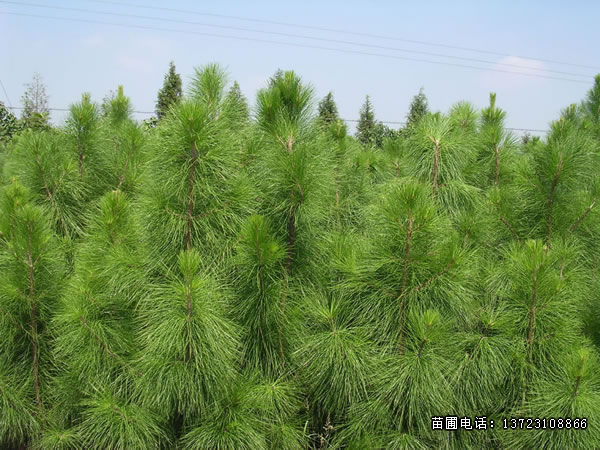 潢川湿地松--河南湿地松基地  潢川黑松