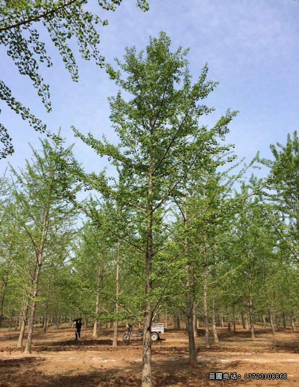 潢川银杏基地--河南银杏树  潢川银杏树  河南银杏基地  河南实生银杏