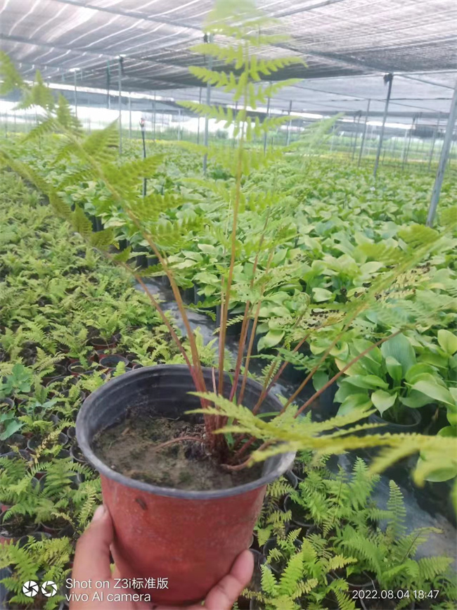 园林绿化用荚果蕨杯苗，易生长，发货快  荚果蕨价格  荚果蕨厂家