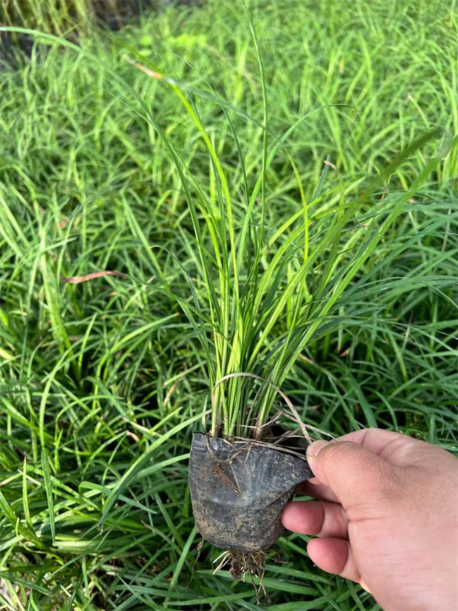 常年种植麦冬草营养杯苗-成活率高  麦冬草厂家  北京麦冬草厂家