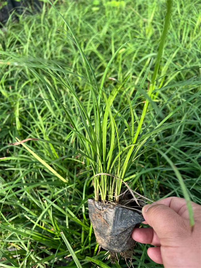 北京麦冬草基地-大量现货-当天可发货  麦冬草价格