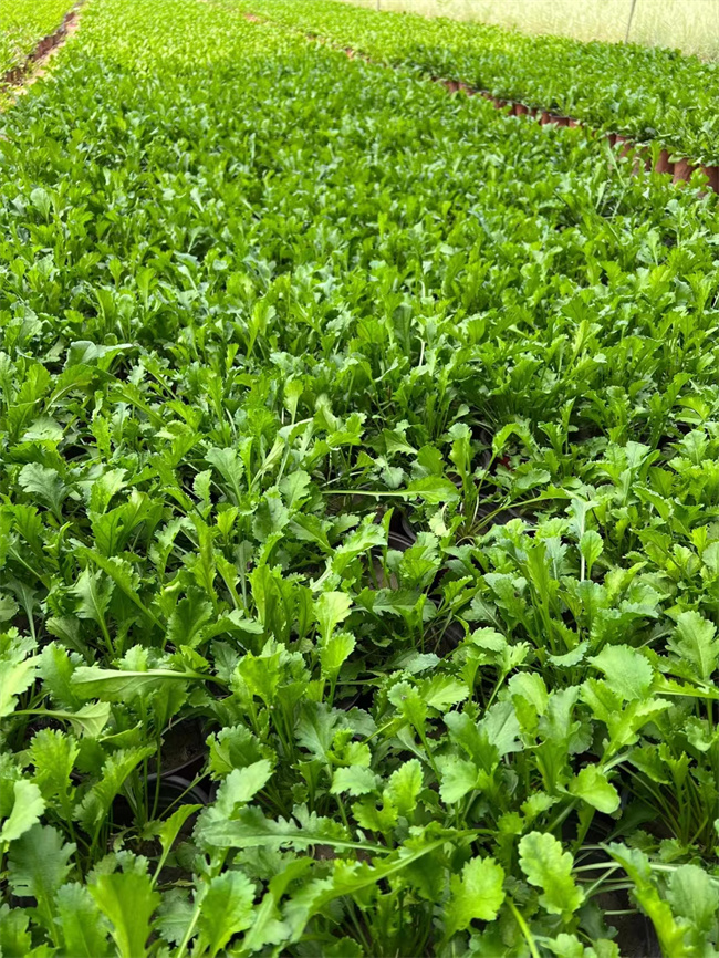 北京大滨菊杯苗供应基地-北京本地苗  大滨菊基地