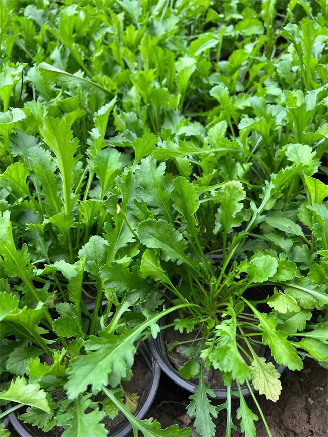 北京大滨菊营养杯苗厂家-量大价优  北京大滨菊厂家  大滨菊价格  大滨菊杯苗