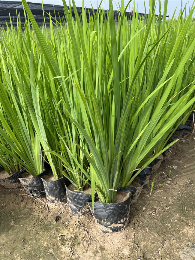 北京黄菖蒲厂家供应，价格优惠  黄菖蒲价格