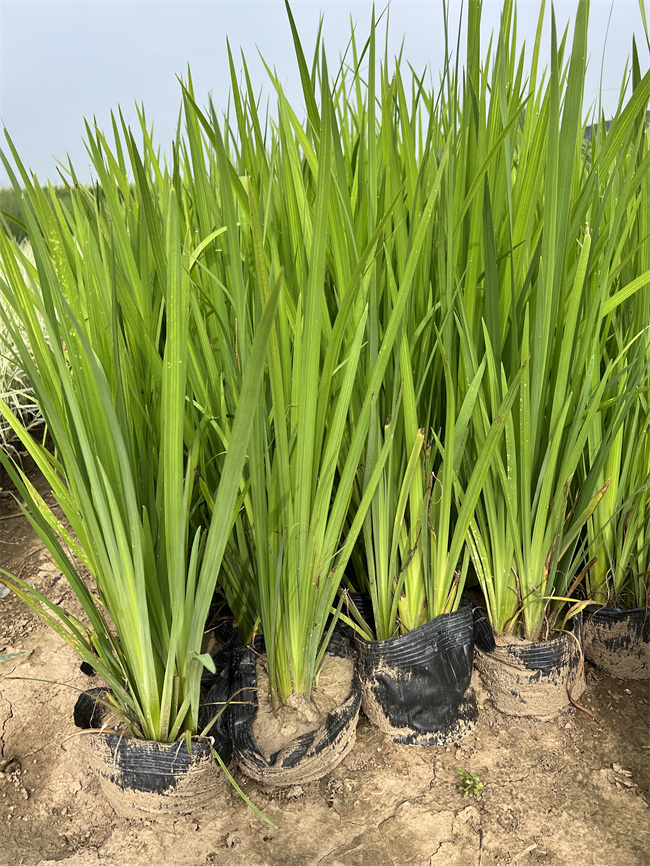 批发黄菖蒲营养杯苗，规格齐全  黄菖蒲基地