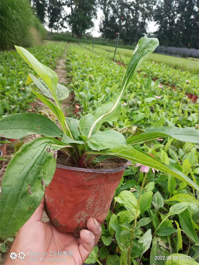 北京金光菊种植基地，自产自销  金光菊基地  金光菊杯苗