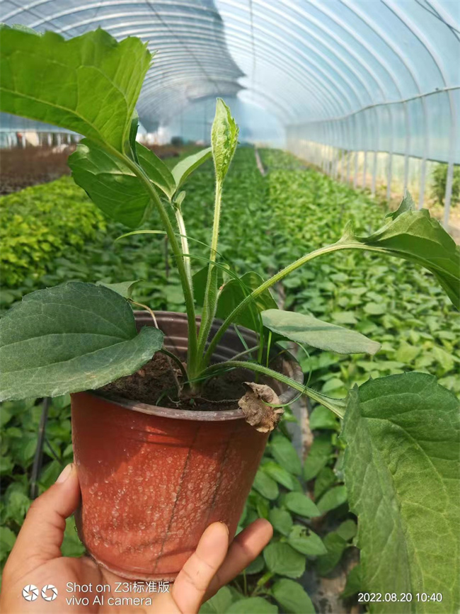 北京金光菊价格，金光菊厂家批发价格  批发金光菊