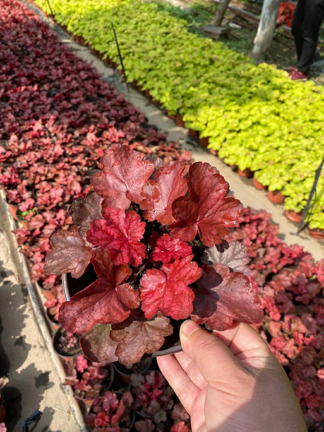 北京矾根种植基地，十多种颜色最新实拍  北京矾根基地