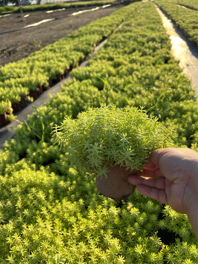 北京金叶佛甲草小苗种植基地，耐寒耐旱  北京金叶佛甲草基地