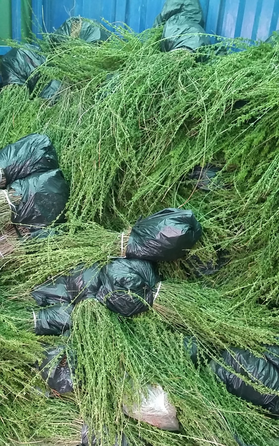 河南迎春基地--潢川迎春苗圃