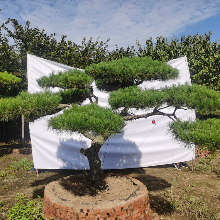 泰安造型松,泰安庭院松,庭院造型松,景观松基地