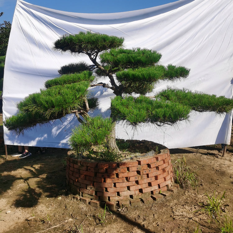 泰安造型松,泰安庭院松,庭院造型松,景观松基地