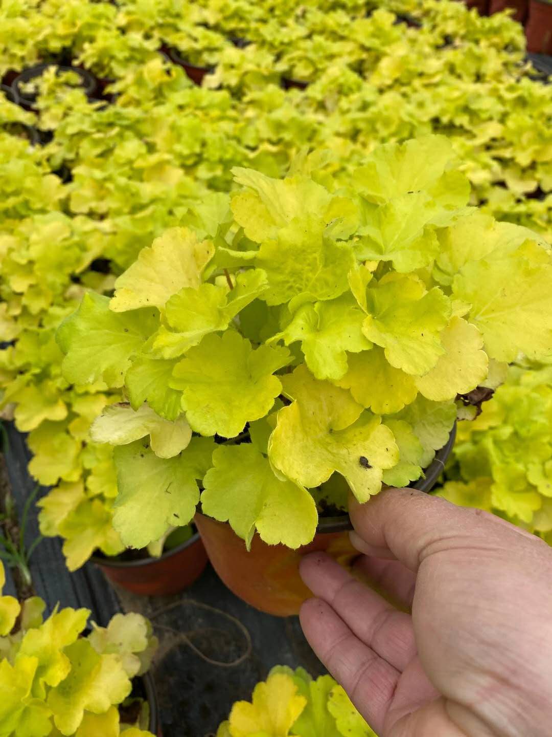 矾根盆栽苗大量供应，价格优惠  矾根厂家  矾根供应