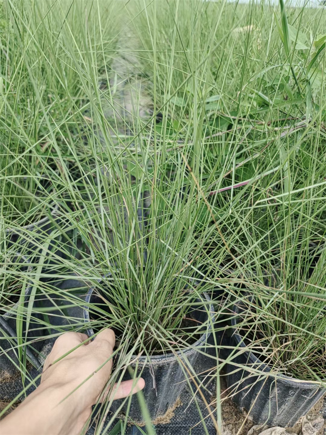批发粉黛乱子草杯苗，规格齐全  粉黛乱子草基地