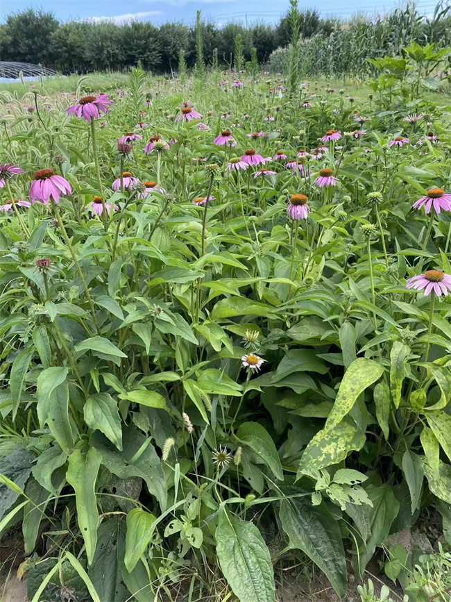 北京松果菊种植基地，苗圃供应  松果菊基地