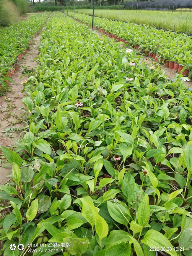 批发松果菊营养杯苗，规格齐全  松果菊杯苗  松果菊厂家