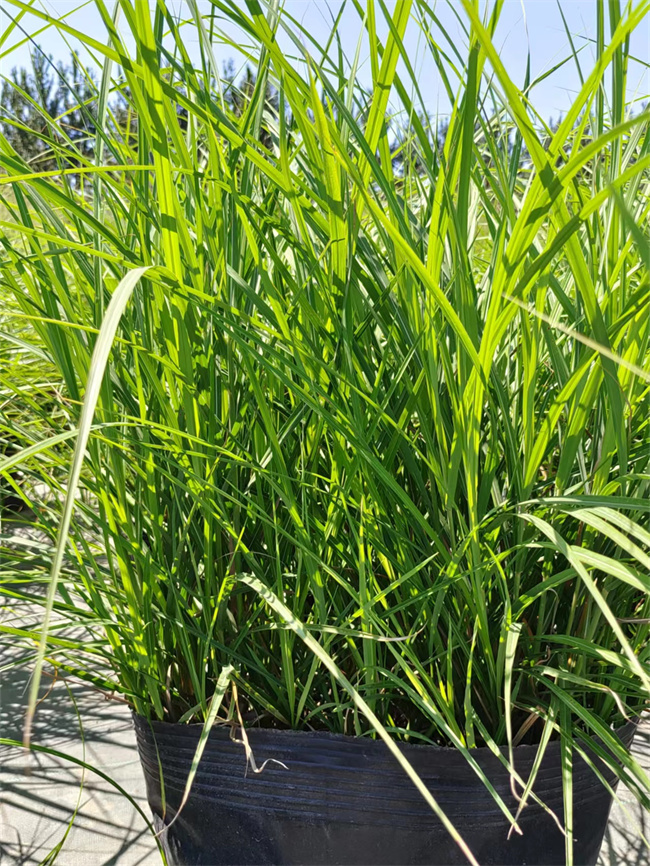 批发纤序芒杯苗厂家直供，货源充足  纤序芒盆栽苗  纤序芒地栽苗  纤序芒裸根苗