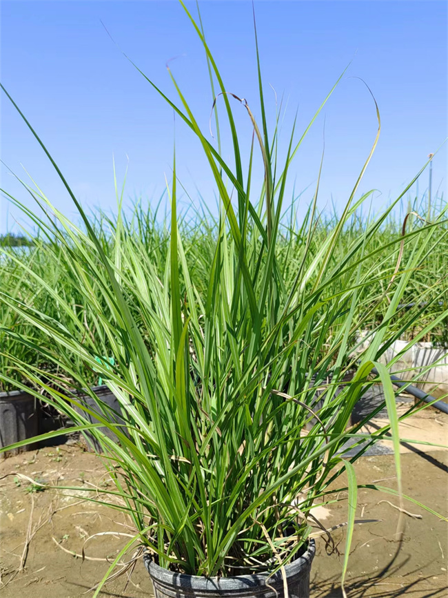 北京纤序芒种苗基地批发供应，当天发货  纤序芒基地  纤序芒厂家