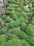 潢川红花草_河南红花酢浆草