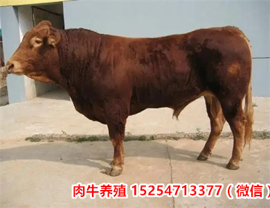 今日新闻：安徽马鞍山长肉多改良黄牛肉牛基地