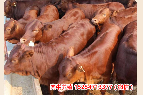 今日新闻：河南许昌育肥肉牛犊小公牛肉牛养殖基地