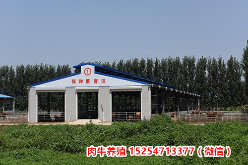 今日新闻：山西朔州100斤西门塔尔牛小牛苗肉牛基地